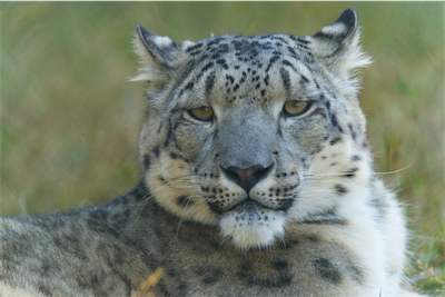 Snow Leopard S18